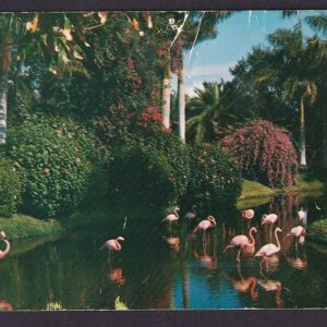 In Tropical Sarasota, Florida (NCP-867) - Pg. 1956