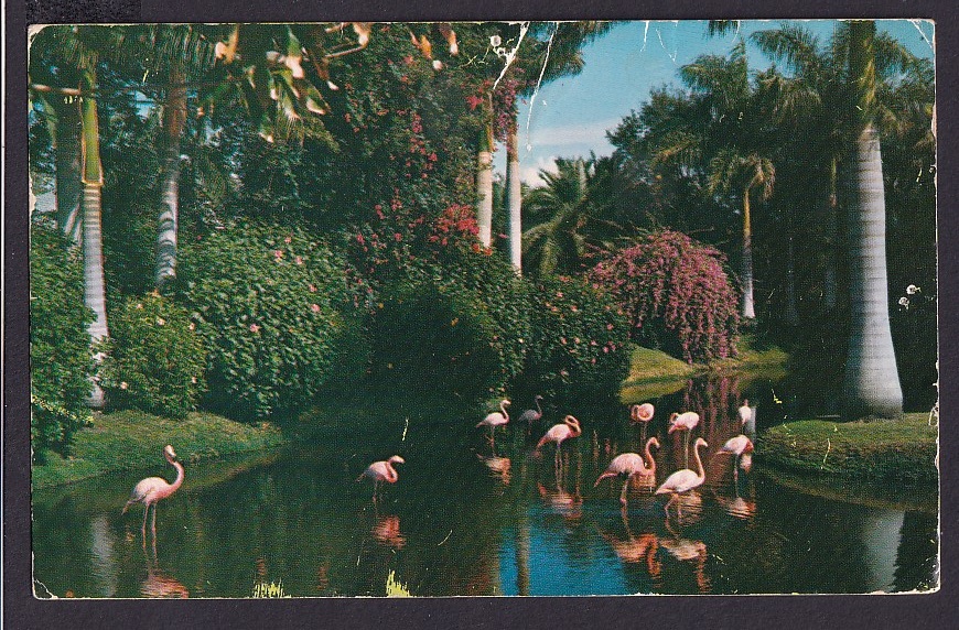 In Tropical Sarasota, Florida (NCP-867) – Pg. 1956