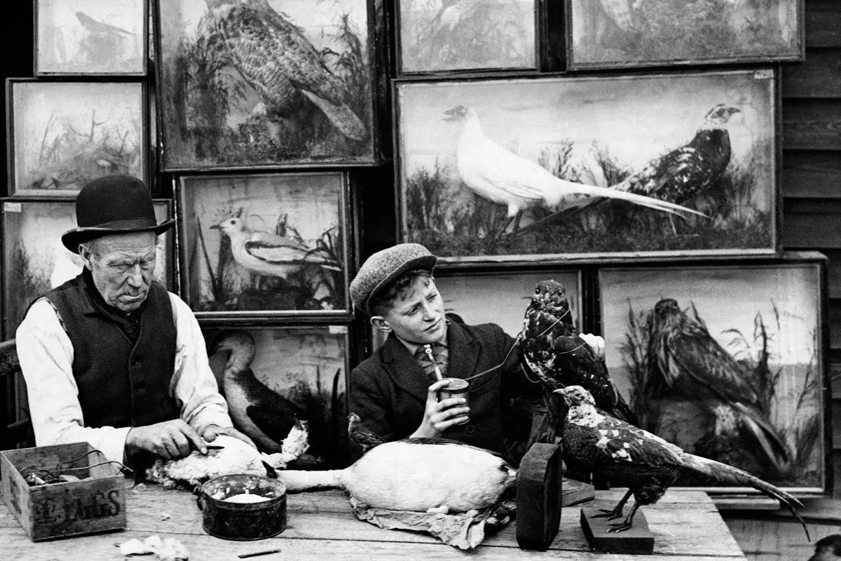 Father and son handling some of their taxidermy bird collection in the 1930s. They are dressed smartly, with glass display cases of birds behind them.